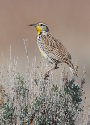 Western Meadowlark, singing