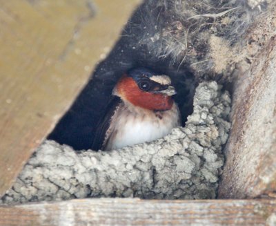 Cliff Swallow, building nest