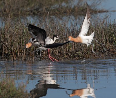 American Avocets and Black-necked Stilt