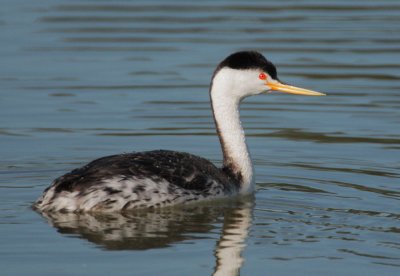 Clark's Grebe, female