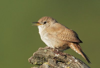House Wren