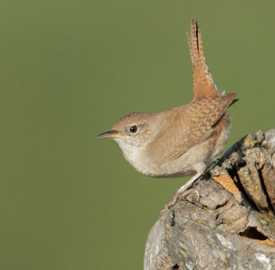 House Wren