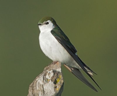 Violet-green Swallow, male