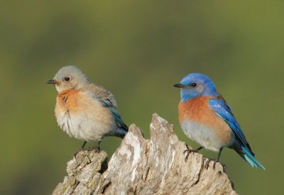 Western Bluebirds, pair