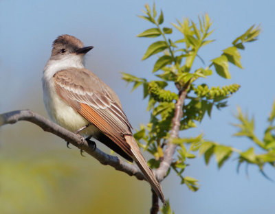 Ash-throated Flycatcher, singing male