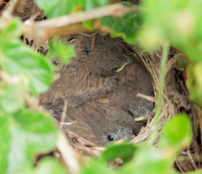 Dark-eyed Junco nest, April 2010