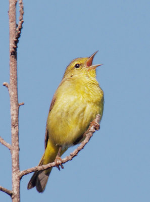 Orange-crowned Warbler, singing male