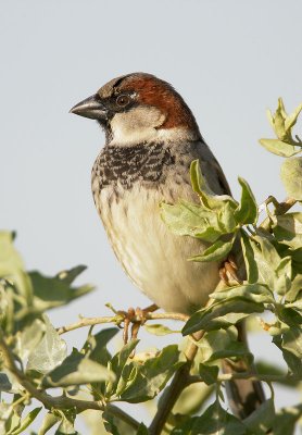 House Sparrow, male