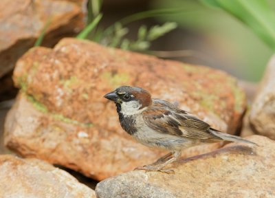 House Sparrow, male