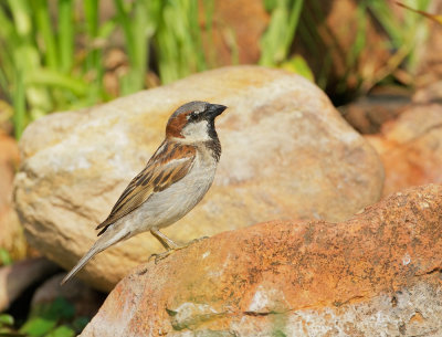House Sparrow, male