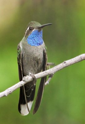 Blue-throated Hummingbird, male