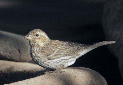 Cassin's Finch, female