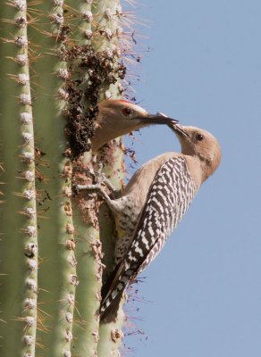 Gila Woodpeckers, pair at nest