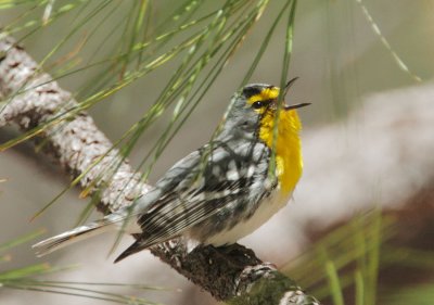 Grace's Warbler, singing male