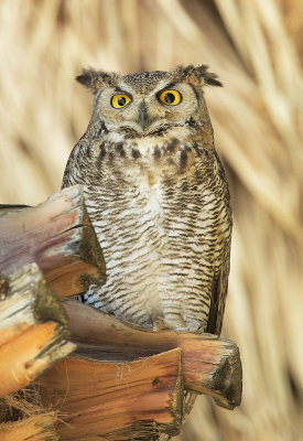 Great Horned Owls