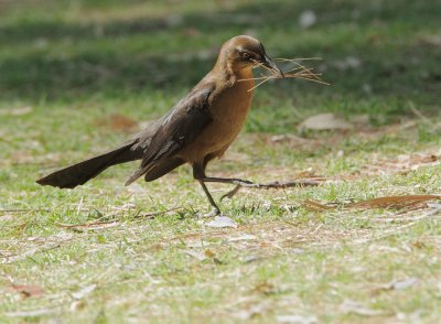 Great-tailed Grackle, female with nesting material