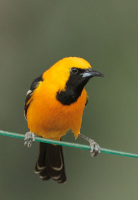 Hooded Oriole, male