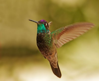 Magnificent Hummingbirds