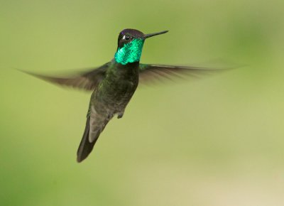 Magnificent Hummingbird, male