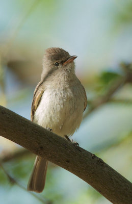 Northern Beardless-Tyrannulet, male