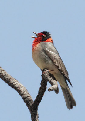 Red-faced Warbler, singing male
