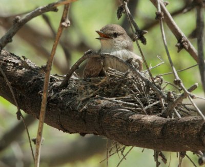 Vermilion Flycatcher, female on nest