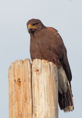 Harris's Hawks