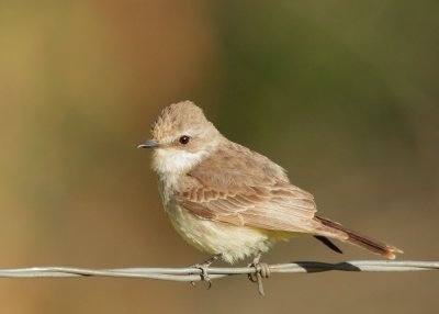 Vermilion Flycatcher, first year female