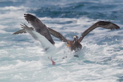 Black-footed Albatross and Western Gull