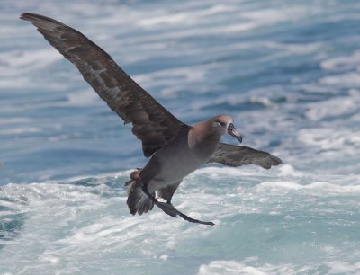 Black-footed Albatross