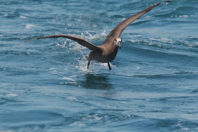 Black-footed Albatross, missing left foot