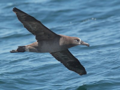 Black-footed Albatross