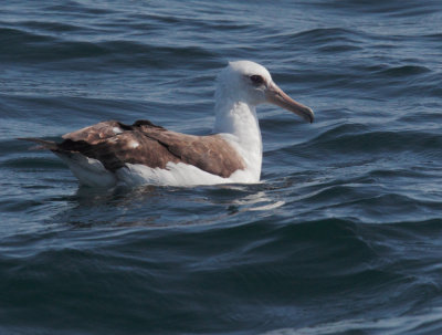 Birds -- Monterey Bay Pelagic, May 8, 2010