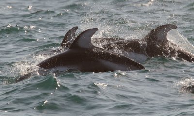 Pacific White-sided Dolphins