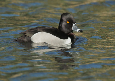 Ring-necked Duck, male