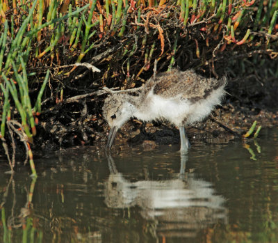 Black-necked Stilt, juvenile