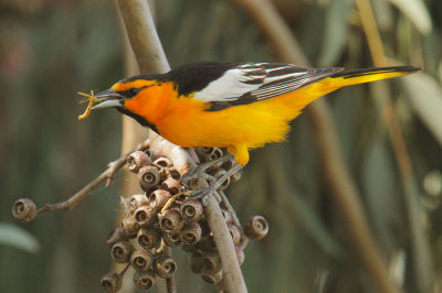 Bullock's Oriole, male with insect