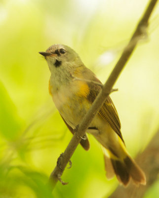 American Redstart, immature male