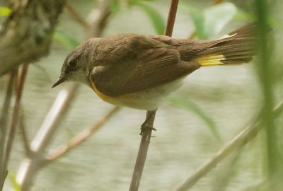 American Redstart, female