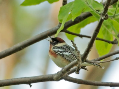 Bay-breasted Warbler, singing male