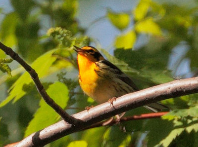 Blackburnian Warbler, singing male