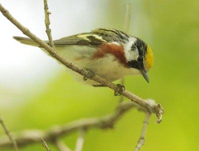 Chestnut-sided Warbler, male