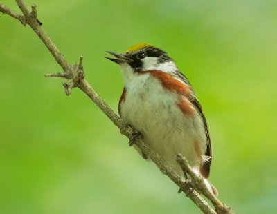 Chestnut-sided Warbler, male