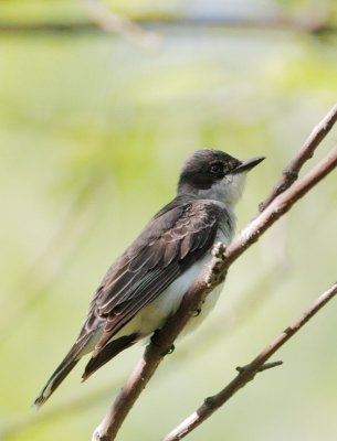 Eastern Kingbird