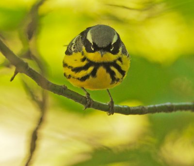 Magnolia Warbler, male
