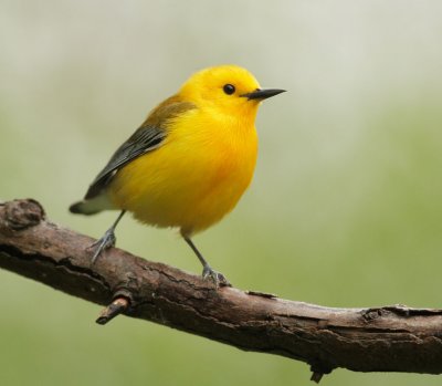 Prothonotary Warbler, male