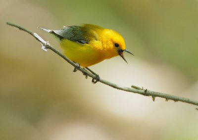 Prothonotary Warbler, singing male