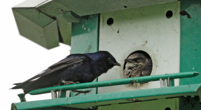 Purple Martins, adult male and nestling