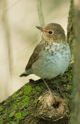 Swainson's Thrush