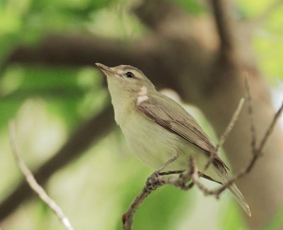 Warbling Vireo, eastern
